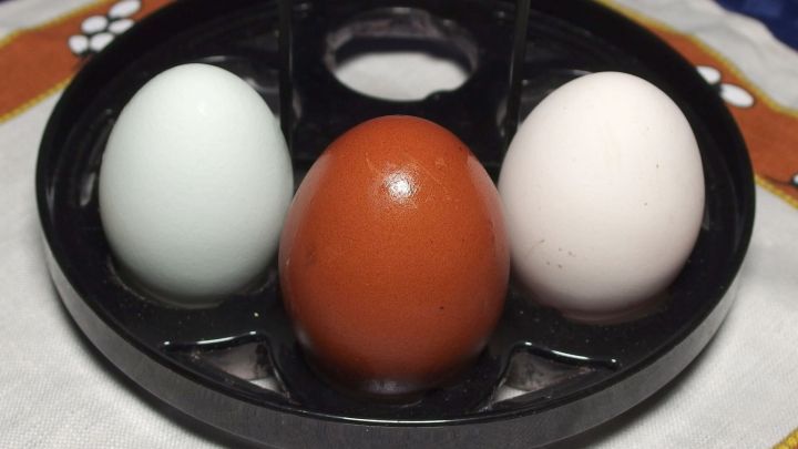 Drei Eier in einem schwarzen Eierhalter, das braune Ei in der Mitte hebt sich von den wei&szlig;en und blauen ab.