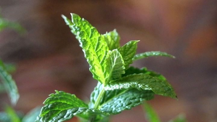 Insekten mit Pfefferminze vertreiben | Frag Mutti