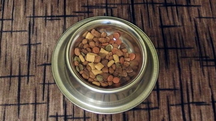 Eine Futtersch&uuml;ssel mit Trockenfutter steht auf einem Teppich, w&auml;hrend die Katze unruhig im Raum umhergeht.