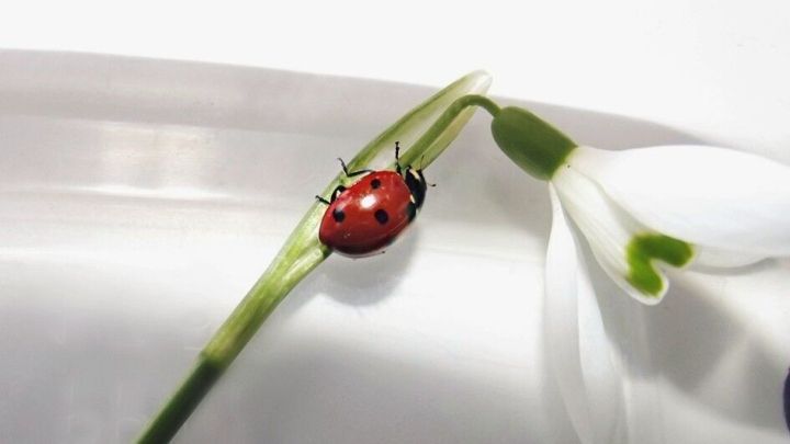 Ein Marienk&auml;fer krabbelt an einem gr&uuml;nen St&auml;ngel einer Schneegl&ouml;ckchenbl&uuml;te in einer hellen Umgebung.