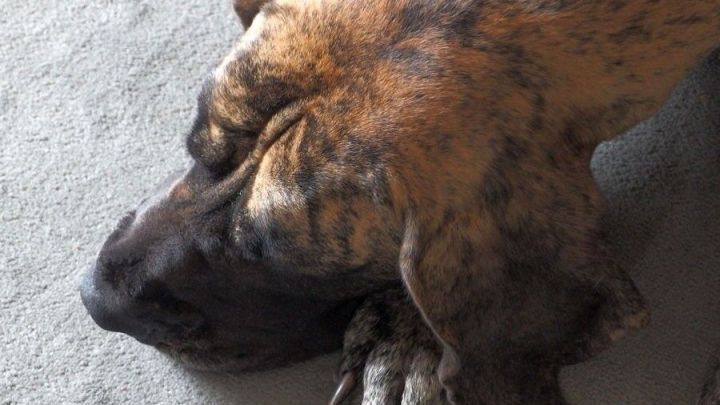 Ein Hund liegt auf dem Boden und legt seinen Kopf auf die Pfoten, w&auml;hrend er sich in einer ruhigen Umgebung entspannt.