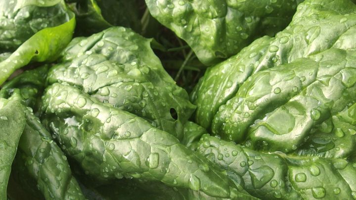 Saftige Spinablatttiebe sind mit Wassertropfen &uuml;berzogen und frisch geerntet, um die bevorstehende Verf&auml;rbung der Finger zu verhindern.