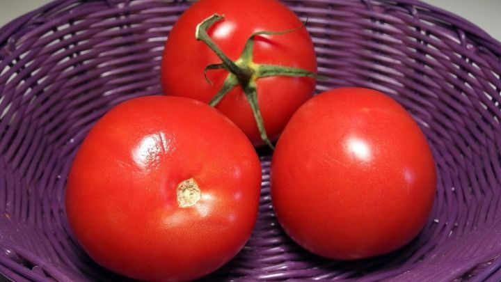 Saftige Tomaten liegen in einem violetten Korb und wirken frisch und appetitlich, bereit f&uuml;r den Verzehr oder die Zubereitung.
