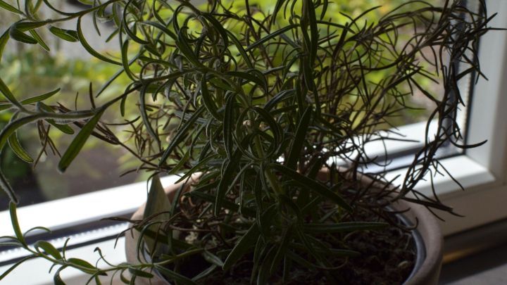 Ein gr&uuml;ner Rosmarin w&auml;chst in einem Blumentopf auf einem Fensterbrett, ideal f&uuml;r Grillfleisch und frische K&uuml;che.