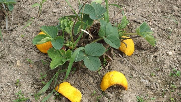 Eine Erdbeerpflanze mit gelben Fr&uuml;chten w&auml;chst im Garten, umgeben von trockenem Boden, m&ouml;glicherweise von Ameisen befallen.