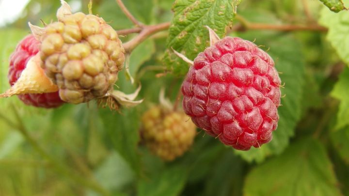 Reife Himbeeren, die an einem Strauch h&auml;ngen, zeigen die frische Ernte f&uuml;r das Einmachen von Fruchts&auml;ften in kleinen Mengen.