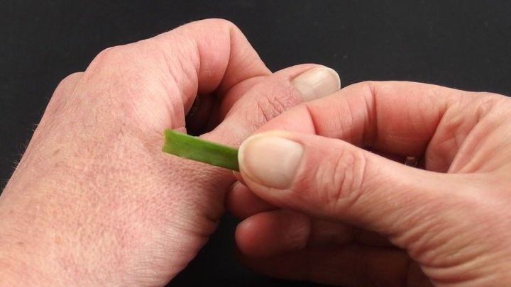 Eine Hand h&auml;lt ein St&uuml;ck Aloe Vera, das auf eine andere Hand aufgetragen wird, um raue H&auml;nde zu pflegen.