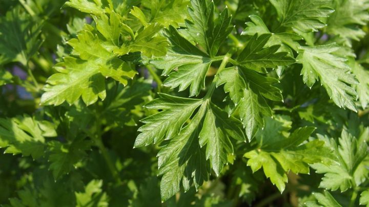 Frische Petersilie liegt im Vordergrund, leuchtend gr&uuml;n, ideal zur Linderung bei &Uuml;belkeit im Auto.