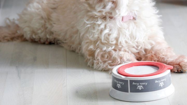 Ein kleiner, wei&szlig;er Hund liegt entspannt auf dem Boden und schaut auf einen Fressnapf, der vor ihm steht.