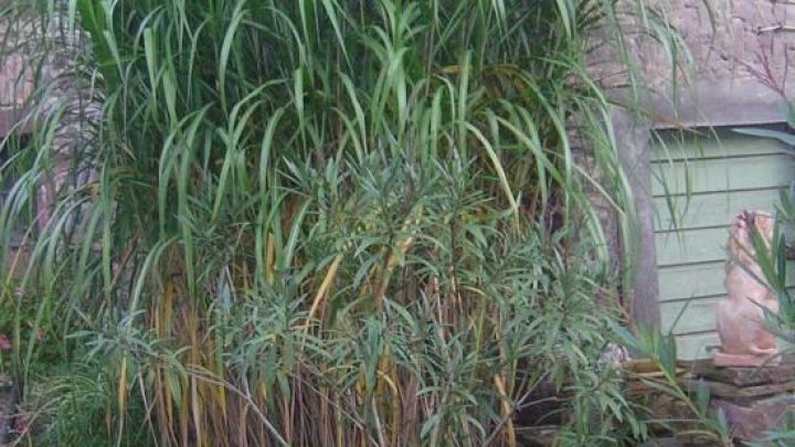 Gr&auml;ser und Pflanzen wachsen &uuml;ppig in Teichwannen, arrangiert auf einer gepflasterten Fl&auml;che mit Steinmauer im Hintergrund.