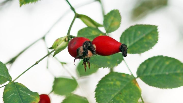 Reife Hagebutten h&auml;ngen an einem gr&uuml;nen Zweig und warten darauf, zur Herstellung von Hagebuttentee verwendet zu werden.