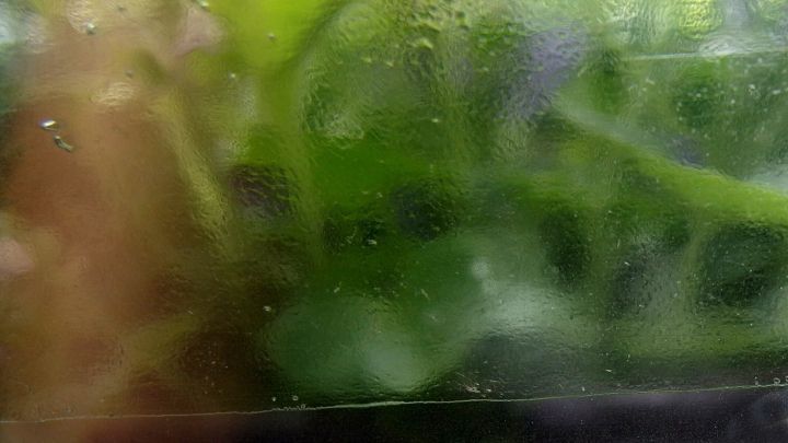 Eine schmutzige Glasscheibe verdeckt Pflanzen im Hintergrund, w&auml;hrend die Feuchtigkeit die Sicht auf das Innere beeintr&auml;chtigt.