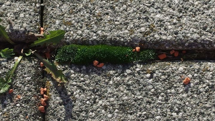 Zwei Terrassenplatten mit Moos und kleinen Pflanzensamen in den Fugen zeigen den Bedarf f&uuml;r eine Reinigung.