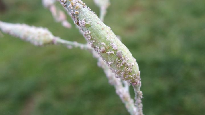 Ein gr&uuml;ner Zweig mit klebrigen Blattl&auml;usen, die sich an der Oberfl&auml;che festhalten, steht vor einer gr&uuml;nen Wiese.