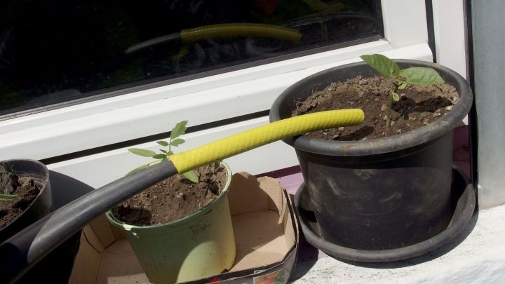 Eine Gie&szlig;kanne steht nahe zwei Blument&ouml;pfen mit Erde und jungen Pflanzen auf einer Fensterbank im Sonnenlicht.