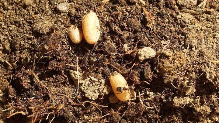 W&uuml;rmer und Larven bewegen sich im Erdboden, w&auml;hrend die Ameisen in ihrem neuen Tontopf gerade umsiedeln.