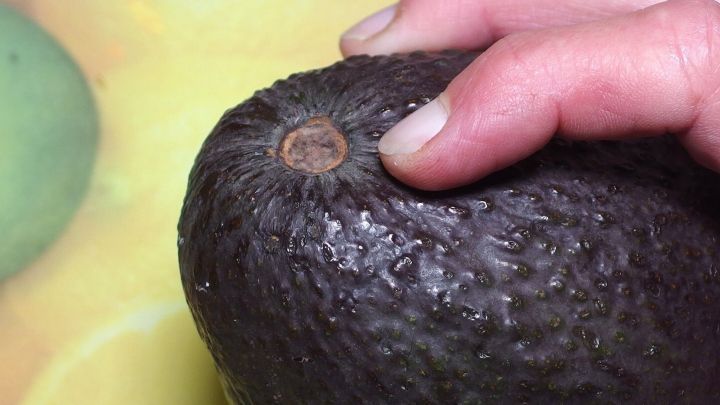 Eine Hand dr&uuml;ckt auf eine reife Avocado, die auf einem bunten Untergrund liegt, um ihre Frische zu testen.