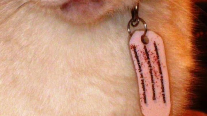Ein Di&auml;t-Kater tr&auml;gt einen laminierten Anh&auml;nger am Hals. Der Anh&auml;nger zeigt mehrere Linien, die wohl di&auml;tbezogene Informationen darstellen.