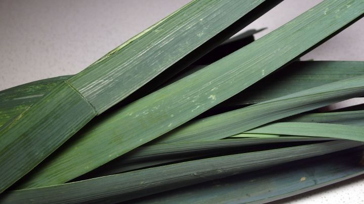 Gr&uuml;ne Pflanzenbl&auml;tter liegen locker auf einer Oberfl&auml;che, was auf eine nat&uuml;rliche Umgebung hindeutet, wo Fruchtfliegen vorkommen.