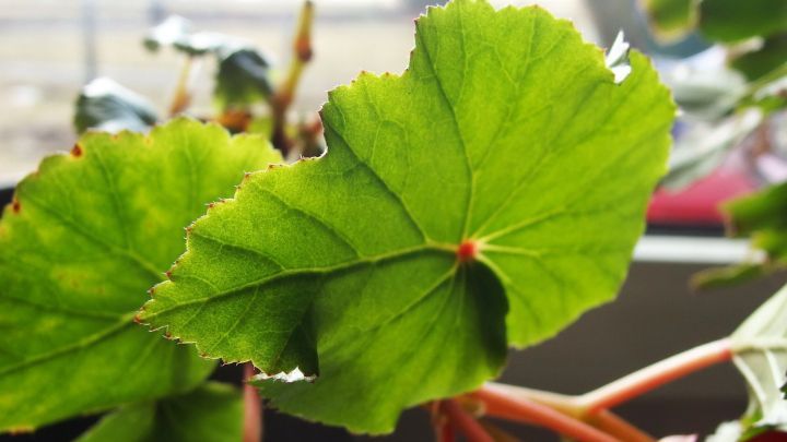 Gr&uuml;ne Pflanze mit rauer Blattstruktur zeigt eine Nahaufnahme, w&auml;hrend Blattl&auml;use darauf verharren, umgeben von hellem Licht.