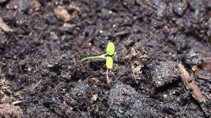 Ein frischer, gr&uuml;ner Keimling w&auml;chst aus der dunklen Erde, was das Keimen von Blumensamen symbolisiert, die Frost ben&ouml;tigen.