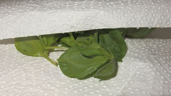 Frische Kr&auml;uter liegen unter einem Papiertuch und werden sorgf&auml;ltig zum Trocknen in die Mikrowelle vorbereitet.