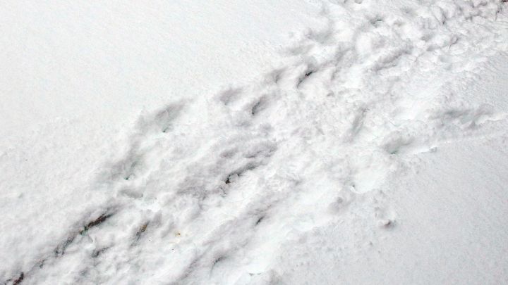 Ein klarer Schnee-Trampelpfad zieht sich durch die unber&uuml;hrte, wei&szlig;e Schneedecke in einer kalten Umgebung.