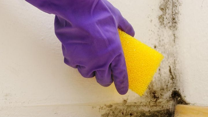 Eine Hand mit lila Handschuh reinigt mit einem gelben Schwamm Schimmel von einer Wand in einem Innenraum.