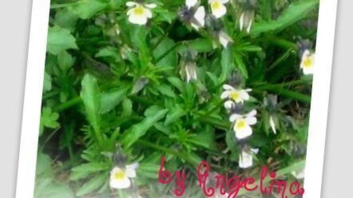 Bunte Ackerstiefm&uuml;tterchen bl&uuml;hen auf einer gr&uuml;nen Wiese und k&ouml;nnten bei Hautproblemen helfen.