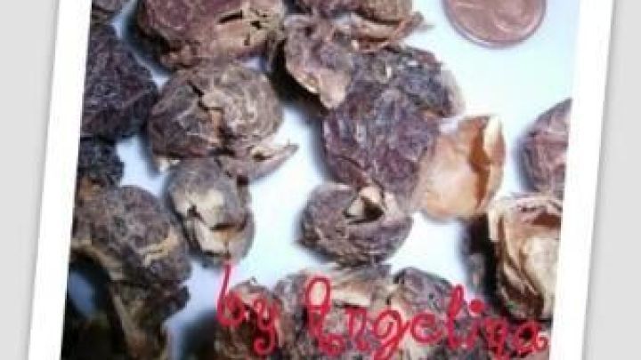 Getrocknete Seifenfr&uuml;chte liegen neben einer M&uuml;nze zum Gr&ouml;&szlig;envergleich auf einem wei&szlig;en Hintergrund. Text: "by kgeelina".