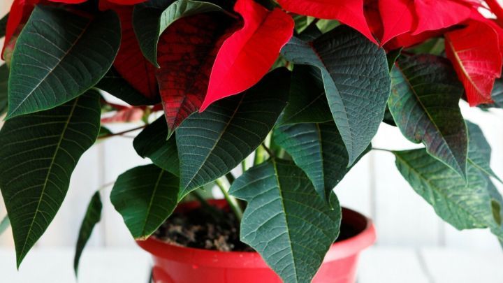 Eine rote Weihnachtssternpflanze steht in einem dekorativen Topf, umgeben von einem hellen Hintergrund und einem Holztisch.