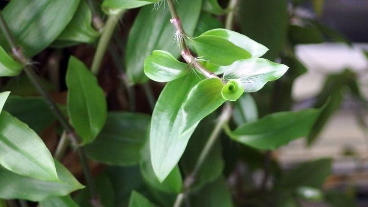 Gr&uuml;ne Topfpflanze mit gl&auml;nzenden Bl&auml;ttern w&auml;chst fr&ouml;hlich in einer gem&uuml;tlichen Umgebung, ideal f&uuml;r ihre Pflege und Standort.