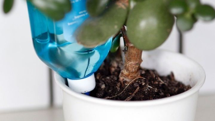 Eine Pflanze steht in einem wei&szlig;en Topf, w&auml;hrend eine blaue Flasche Wasser abgibt, um die Pflanzen w&auml;hrend des Urlaubs zu gie&szlig;en.