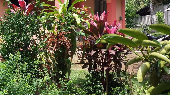 Bunte Pflanzen wachsen &uuml;ppig in einem Garten, w&auml;hrend Sonnenlicht auf das Haus im Hintergrund scheint.