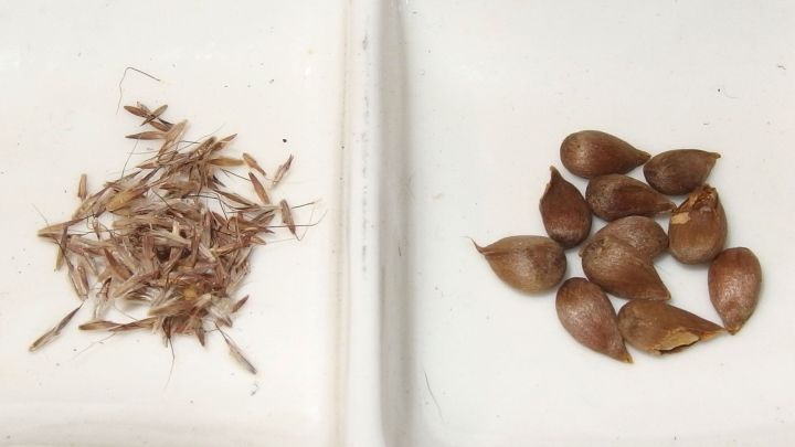 Zwei Schalen zeigen Blumensamen, links ist eine feine Saat und rechts sind gr&ouml;&szlig;ere Samen. Sie werden f&uuml;r den Winter aufbewahrt.