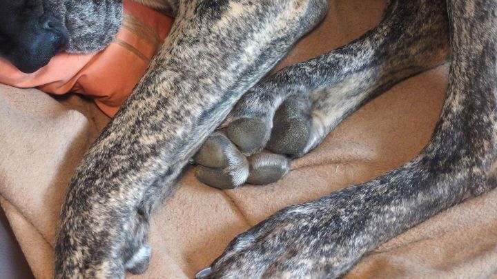 Eine Hundepfote liegt entspannt auf einem weichen Stoff, w&auml;hrend der Hund sich in einer gem&uuml;tlichen Position ausruht.