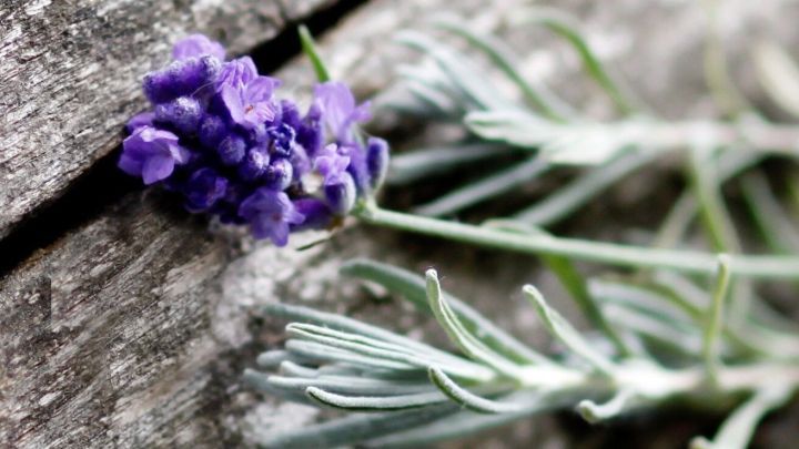 Lavendelbl&uuml;te liegt auf einer Holzoberfl&auml;che, w&auml;hrend ihre heilenden Eigenschaften f&uuml;r die Anwendung gegen Herpes hervorgehoben werden.