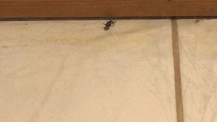 Eine Spinne krabbelt &uuml;ber einen hellen Fliesenboden, unter einer h&ouml;lzernen Leiste in einem Wohnraum.