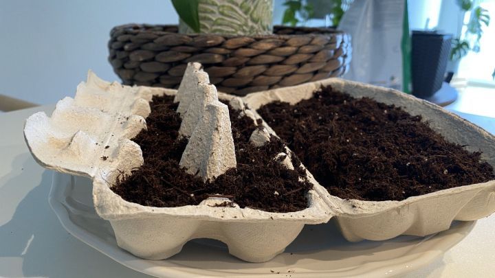 Ein Eierkarton mit Erde dient als Anzuchtbeh&auml;lter, platziert auf einem Teller in einem hellen, gr&uuml;nen Raum.