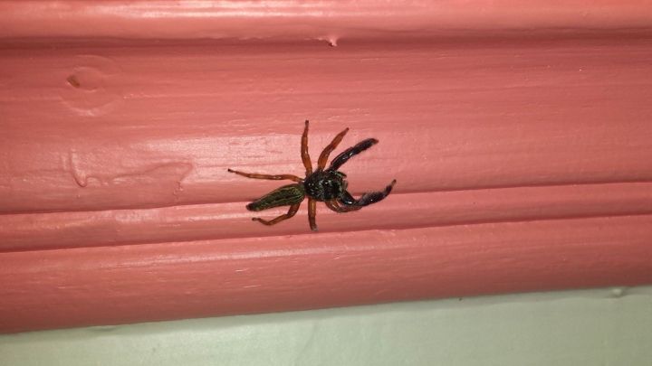 Eine schwarze Spinne krabbelt an einer rosa Wand entlang, w&auml;hrend sich die Wohnung im Hintergrund zeigt.