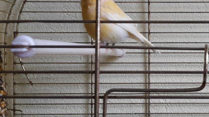 Ein gelber Vogel sitzt ruhig auf einer Stange in einem K&auml;fig mit Gitterst&auml;ben vor einer Wand.