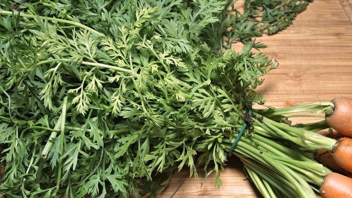 Frische Karottengr&uuml;n liegt auf einem Holzbrett, umgeben von ein paar M&ouml;hre, bereit zur Verwertung in der K&uuml;che.