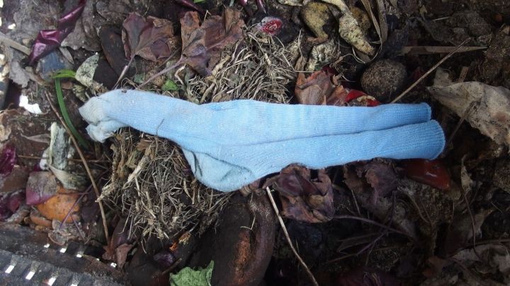 Eine l&ouml;chrige Socke aus 100 % Baumwolle liegt zwischen verrottendem Laub in einem Komposthaufen, umweltfreundlich entsorgt.