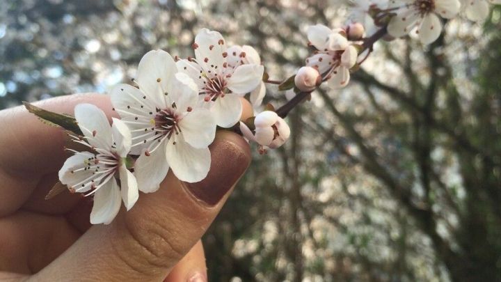 Eine Hand h&auml;lt einen bl&uuml;henden Zweig mit wei&szlig;en Bl&uuml;ten, umgeben von verschwommenen, hellen Baumst&auml;mmen im Hintergrund.