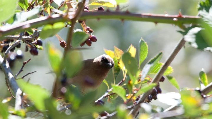 Ein Vogel sitzt still in einem dichten Obstbaum, umgeben von gr&uuml;nen Bl&auml;ttern und reifen Beeren im Sonnenlicht.