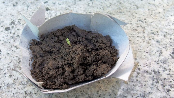 Ein kleiner Papptopf enth&auml;lt Erde mit einem keimenden Samen. Der Topf liegt auf einer rauen Oberfl&auml;che.