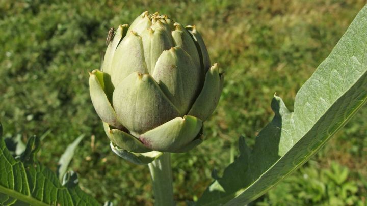 Eine Artischocke w&auml;chst in einem gr&uuml;nen Garten mit leichtem Sonnenlicht im Hintergrund.