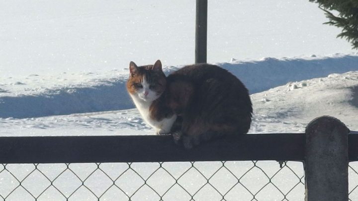 Eine Katze sitzt auf einem Holzzaun im Schnee, genie&szlig;t die Ruhe und beobachtet die Umgebung.