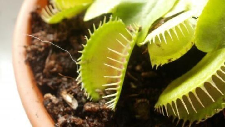 Die Venusfliegenfalle breitet ihre gr&uuml;nen, gezahnten Klappen in einem Terrakotta-Topf aus, bereit zur Insektenjagd.