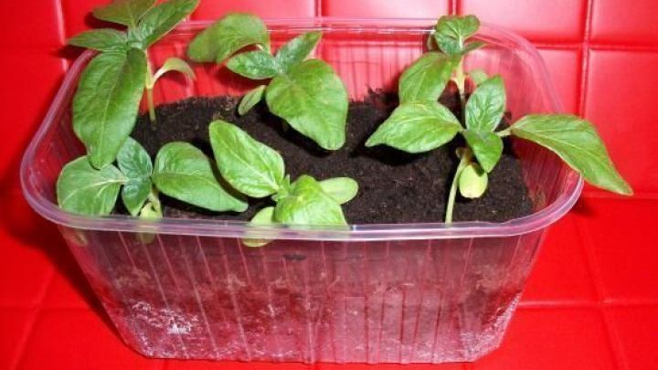 Ein transparenter Pflanzbeh&auml;lter mit jungen Pflanzen steht auf einer roten Oberfl&auml;che und zeigt, wie sie im Boden wachsen.